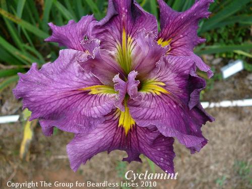 Cyclamint (0)
